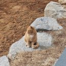 순한고양이 이미지