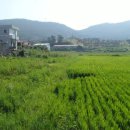 신지면-2 이미지