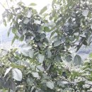 1호농장 이미지