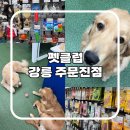 펫클럽강릉