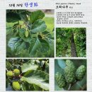 12월 16일 탄생화 오리나무 Alnus japonica (Thunb.) Steud. 이미지