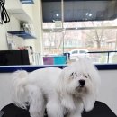 오늘도이쁘개 이미지