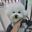 블루맘펫살롱 이미지