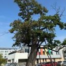 춘천시청 별관(춘천도시공사) 네이버블로그