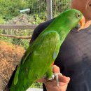 앵무타운 이미지