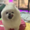 여시까까
