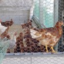 정란농장 이미지