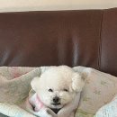 라메인 이미지