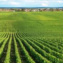 베스트팜 이미지