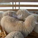 한우마을목장1 이미지