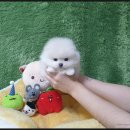 광주강아지분양 고양이분양 펫왕국 이미지