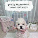 흡수력 좋은 예쁜 강아지 배변패드 리카리카 두두패드 솔직후기