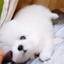 내영 이미지