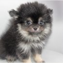 버디독 강아지분양 안심분양센터 김포점 이미지