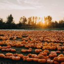 호박농장 이미지