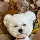 놀러오개 이미지