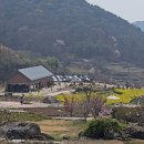 남해-137 | 남해 유채꽃 두모마을 주차 파라다랑스 3월 29일 실시간