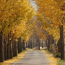 은행나무길 이미지