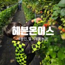 용인 아이와 헤븐온어스 딸기체험농장 방문 후기