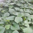 도꾸도꾸 이미지