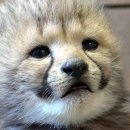 치타(CHEETAH) 이미지