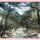 제158차 2017년 4월8일(토) 경주 "남산"(벚꽃)산행" 이미지