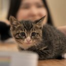 고양이천국 이미지