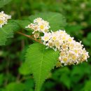 국수나무 이미지