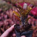 공동농장 이미지