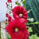 부흥마을 이미지