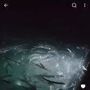 진해 풀치 뜰채조법 이미지