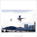부산갈매기 - 부산진구 새싹로 115 | 부산갈매기