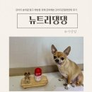 강아지 관절영양제 슬개골탈구 예방 위한 헬로마이펫 뉴트리댕댕 강아지영양제 후기
