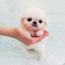 올망졸망 이미지