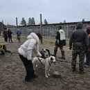 조종농장 | 핀란드 로바니에미 | 북극권에서 허스키 썰매 + 농장 구경 투어🐶