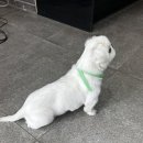 멍멍미장원 이미지