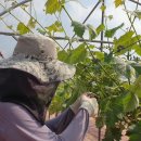 화수 농장 이미지