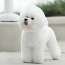 프리제(frise) 이미지