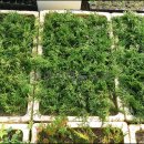 에메랄드그린 이미지