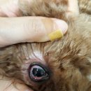 안락고려약국 이미지