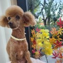 동그란 멍멍이 이미지