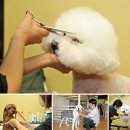 빠리미용실 이미지