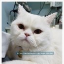 바하 고양이 병원 이미지