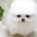 동일애견샵 이미지