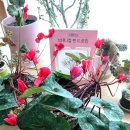 보타니컬 꽃 식물 드로잉 이미지