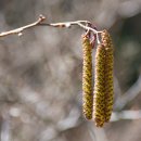 오리나무 이미지