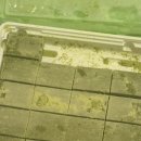 옛통이모 이미지