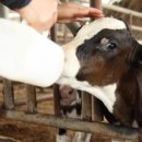 일도목장 이미지