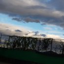 대산농협주유소 이미지