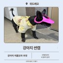 까미 | 강아지썬캡 여름 필수템 위드레오 까미 후기